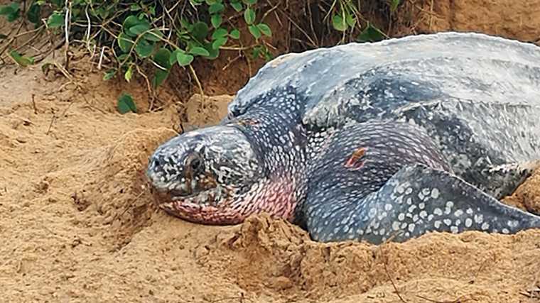 De reusachtige lederschildpad legt haar eieren op het strand van natuurreservaat Galibi in Suriname.