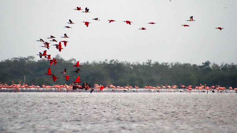 Flamingo’s en rode ibissen in het natuurgebied Bigi Pan.