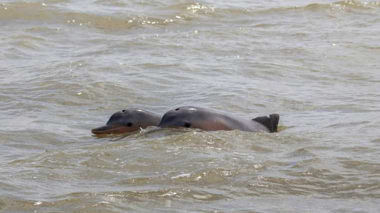 Twee guianadolfijnen in de Commewijnerivier in Suriname.