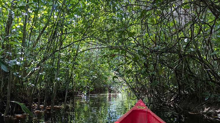 Natuurpark Peperpot, Suriname.