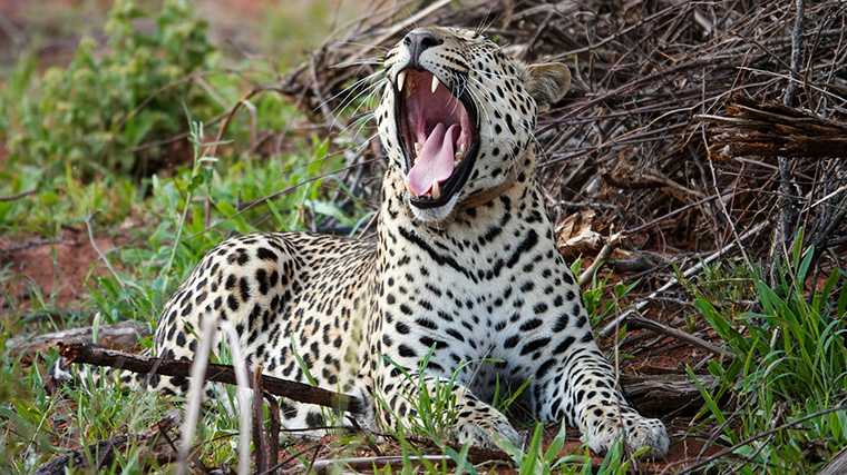 100% kans dat je in Okonjima luipaarden ziet.