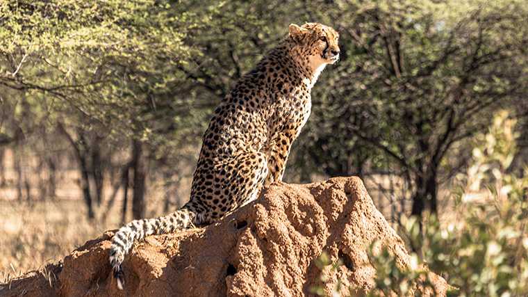 Een cheeta bij de Waterberg in Namibië.