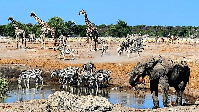 Vooral bij de waterplaats Chudop zie je vaak verschillende diersoorten drinken.