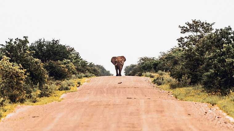 Grote tegenligger: olifant.