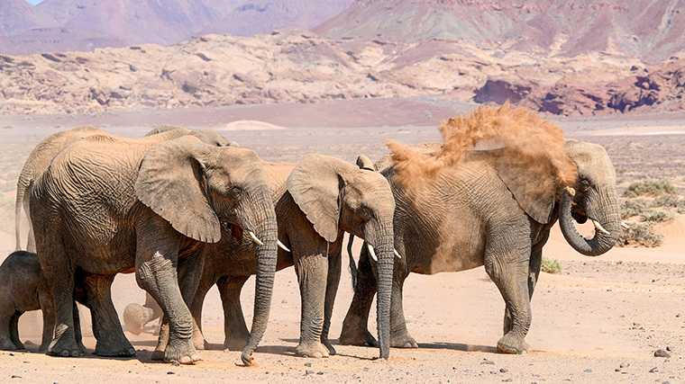Woestijnolifanten in Damaraland, Namibië.