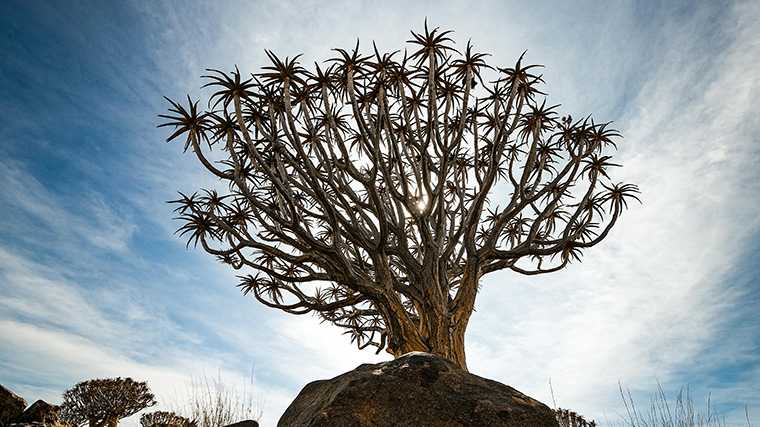 De bijzondere vorm van een kokerboom.