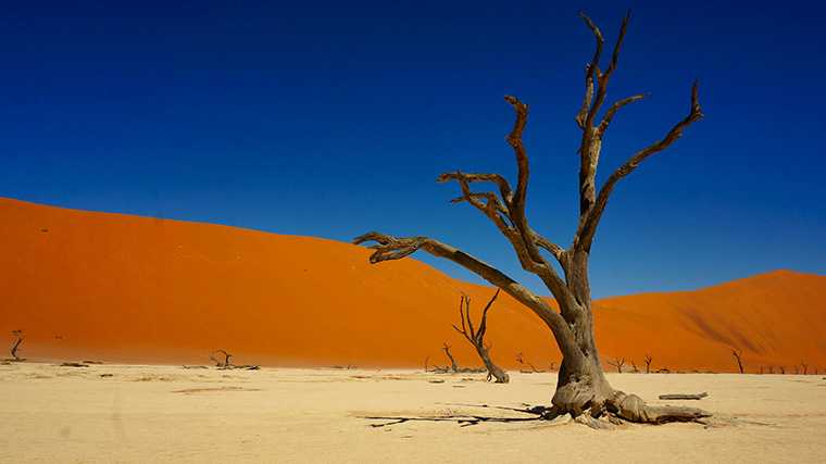 Deadvlei, Namibië.