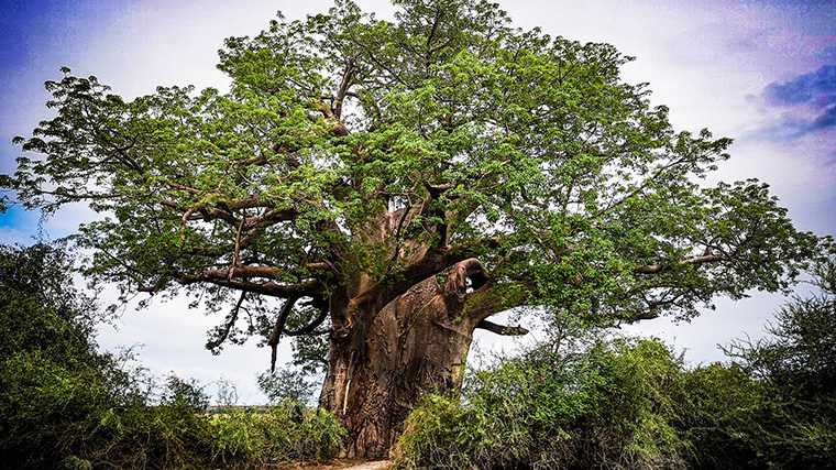 Elders in Namibië kom je ‘m niet tegen, maar wel in de Caprivistrook: de majestueuze baobab.