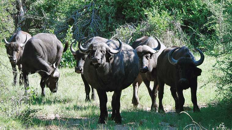 In Namibië zie je Afrikaanse buffels alleen in de Caprivistrook.