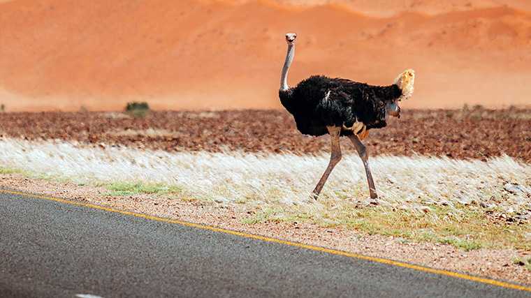 Wees altijd alert op overstekende dieren als je met een huurauto in Namibië rijdt.