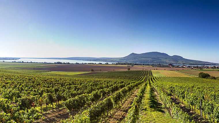 Wijngaarden in het zuiden van Moravië met op de achtergrond de berg Děvín.