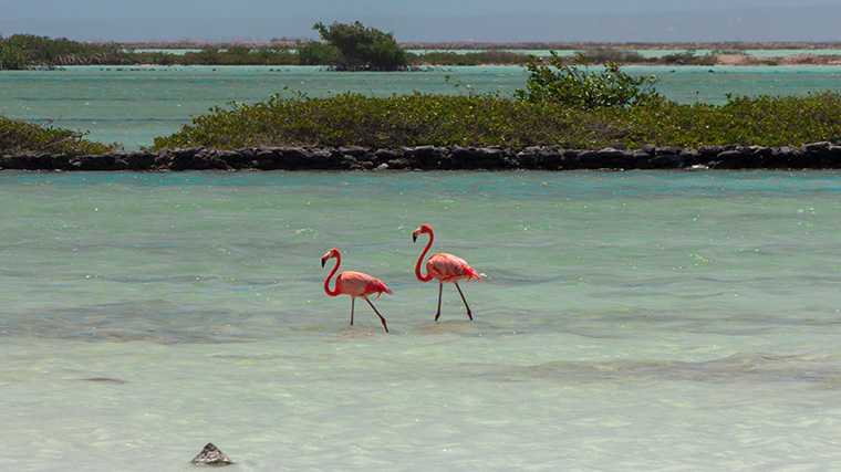 De flamingo is de nationale vogel van Bonaire.