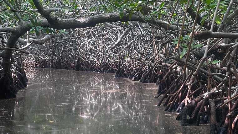 De noordkant van Lac Bay is bezaaid met mangrovebossen.