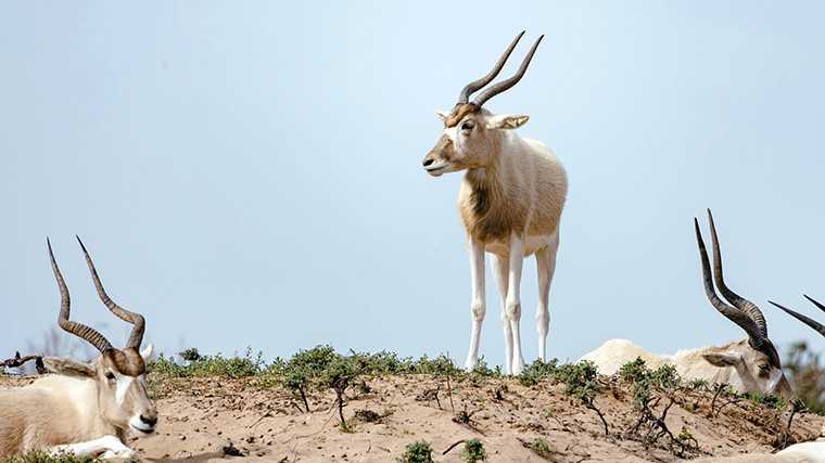 Addax antilopes in het nationaal park Souss-Massa.