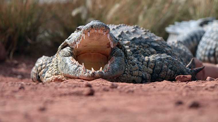 Crocoparc bij Agadir, Marokko.