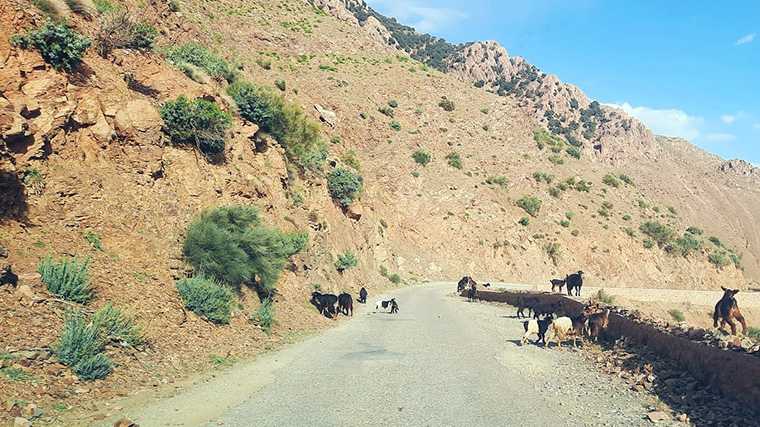 Dieren op de weg in Marokko.