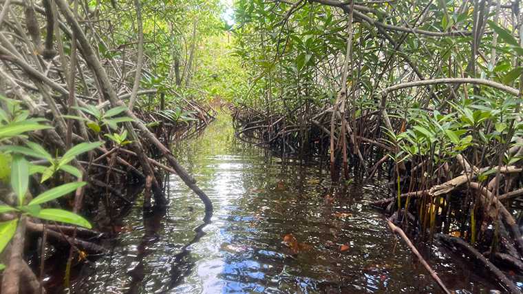 De mangrovebossen bij het strand Mangel Halto op Aruba.