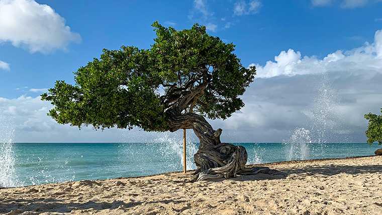 De iconische fofotiboom op Eagle Beach, Aruba.