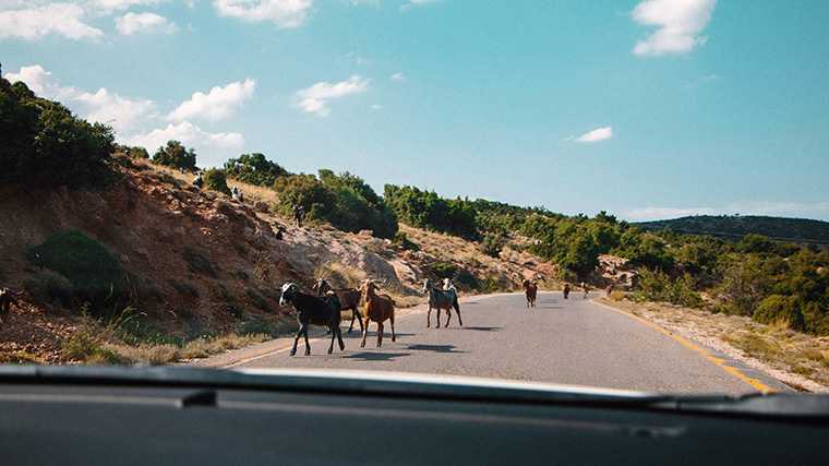 Houd rekening met dieren op de weg als je met een huurauto door de Peloponnesos rijdt.