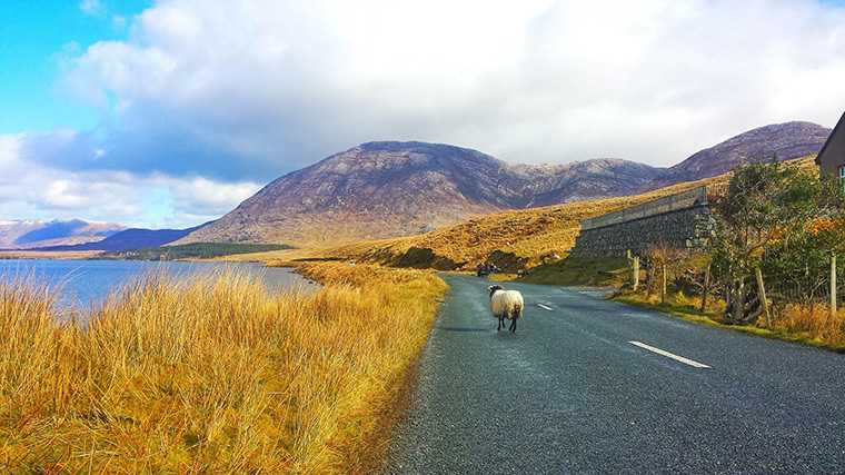 Een schaap op de weg is in Ierland een gebruikelijk tafereel.