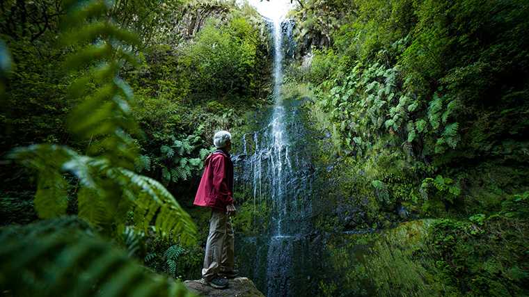 Levada do Caldeirão Verde, Madeira.