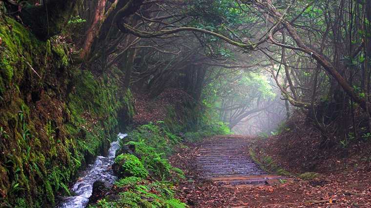 Sommige delen van levada-wandelingen zijn gemakkelijk, maar ook dan kijk je je ogen uit.
