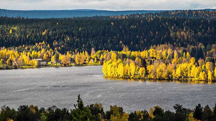 Los colores dorados del otoño junto a un lago cerca de Rovaniemi, Finlandia.