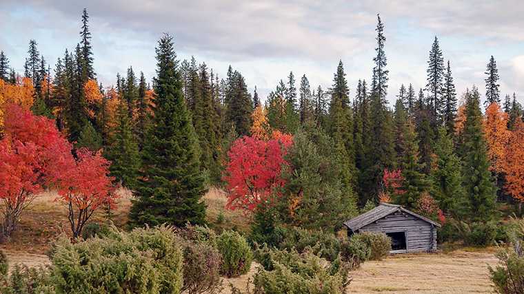El precioso contraste entre los árboles que cambian de color y los que siempre están verdes en Finlandia.