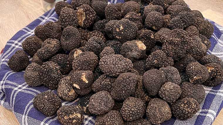La delicia por excelencia de Istria: las trufas, o como se llaman allí: «tartufi».