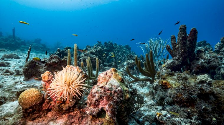 De betoverende onderwaterwereld van Curaçao
