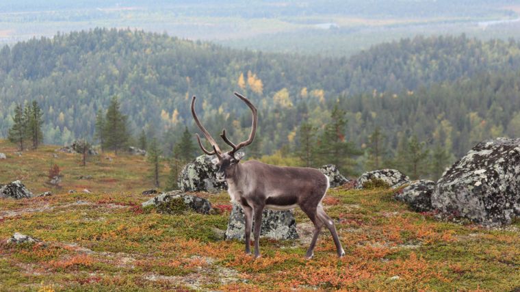 Wees bedacht op overstekend wild als je met een huurauto door Lapland rijdt.