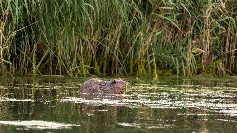 Een bever in zijn natuurlijke omgeving in Nationaal Park De Biesbosch