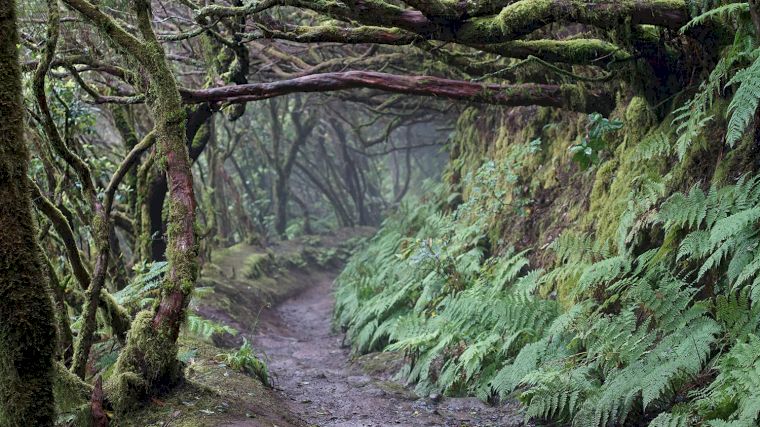 Je kunt prachtige wandelingen maken door de mysterieuze bossen van Anaga op Tenerife.