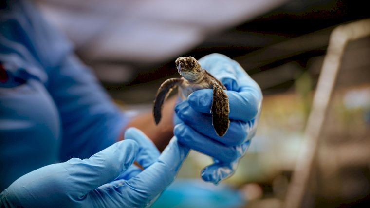 In het Turtle Hospital worden schildpadden opgevangen met het doel ze later weer vrij te laten in het wild