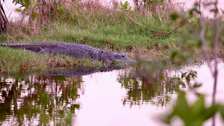 Een van de vaste bewoners van de Everglades