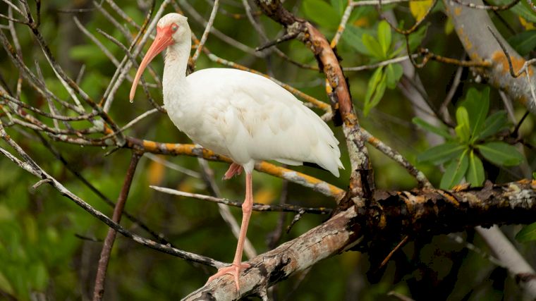 Natuurreservaat Ding Darling is een paradijs voor vogelaars