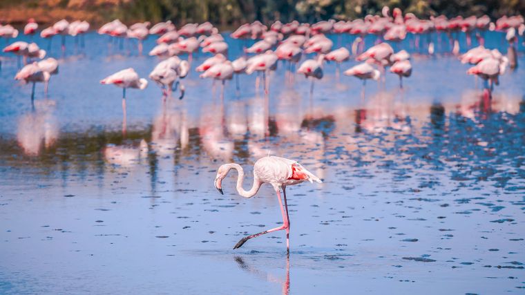 De Camargue is een belangrijk broedgebied voor flamingo’s.