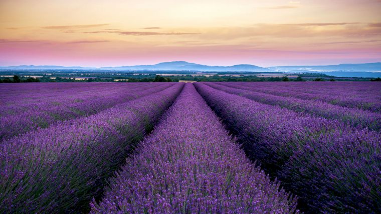 In de zomermaanden kun je genieten van de bloeiende lavendel.