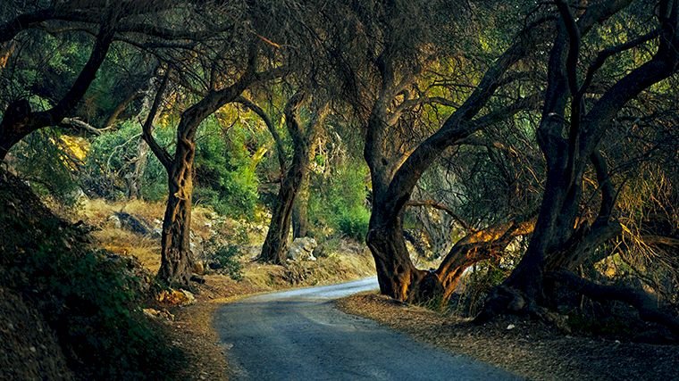 Alleen met een huurauto ontdek je idyllische weggetjes, zoals deze, op Corfu.