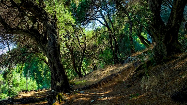 Laat je huurauto af en toe staan voor een wandeling, bijvoorbeeld over een deel van de Corfu Trail.