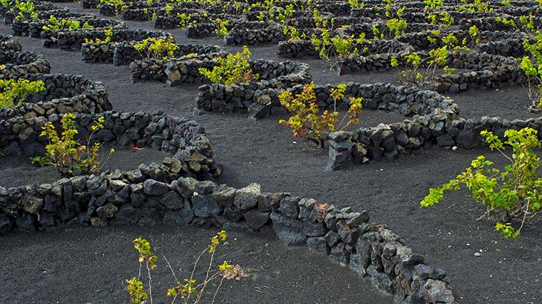 De typische manier waarop wijnranken op Lanzarote beschermd worden.