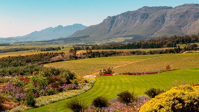 Kaapse Wijnlanden, Zuid-Afrika.