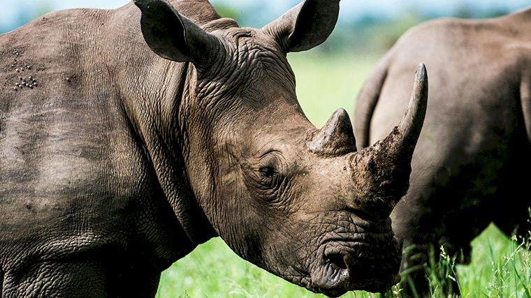 Ook in de buurt van Kaapstad heb je kans om de Big 5, waaronder de neushoorn, te zien.