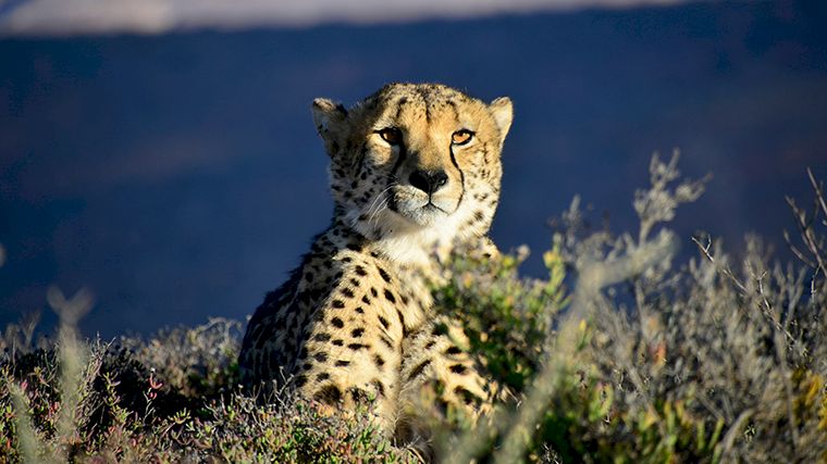 Een cheeta in het Sanbona Wildlife Reserve in Zuid-Afrika.