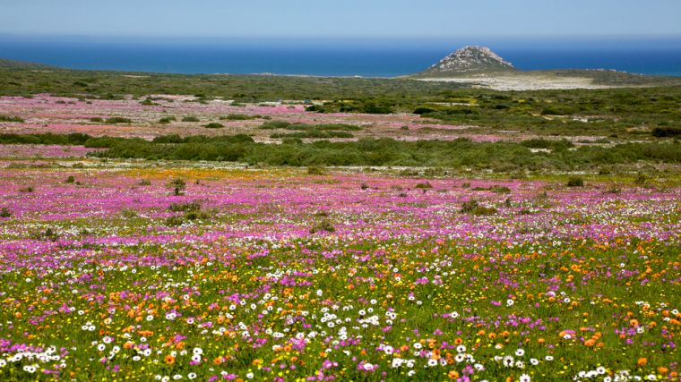 In de lente kun je genieten van een bloemenzee in West Coast National Park ten noorden van Kaapstad.