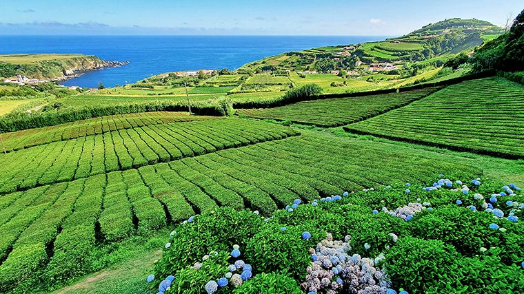 Aan de noordkust van São Miguel ligt de oudste theeplantage van Europa.