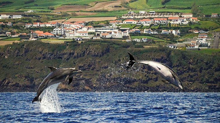 Walvissen en dolfijnen spotten op São Miquel.