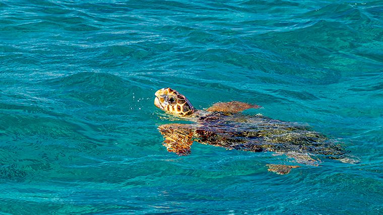 Dikkopschildpad.
