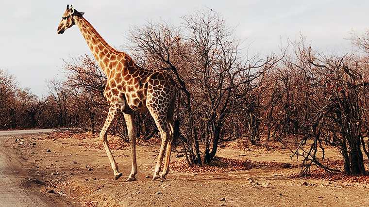 Giraffe in Kruger National Park. (Foto: https://unsplash.com/@remiprev)