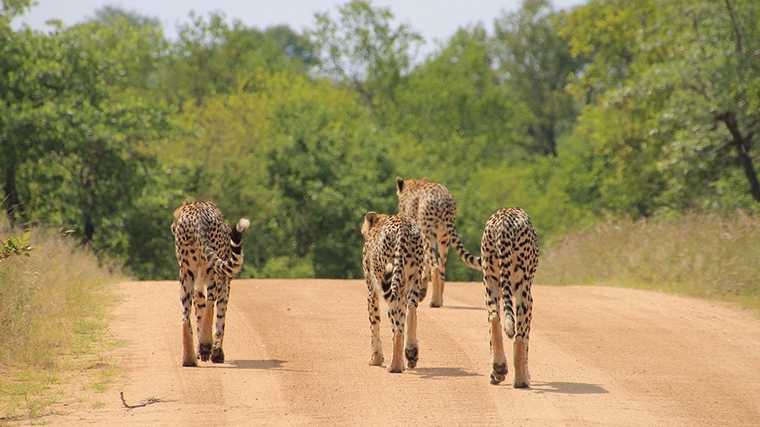 Hier lopen cheeta’s in een wildpark, maar houd ook daarbuiten rekening met dieren op de weg.